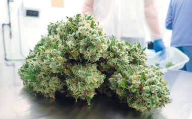 Medizinisches Cannabis aus dem Reinraum