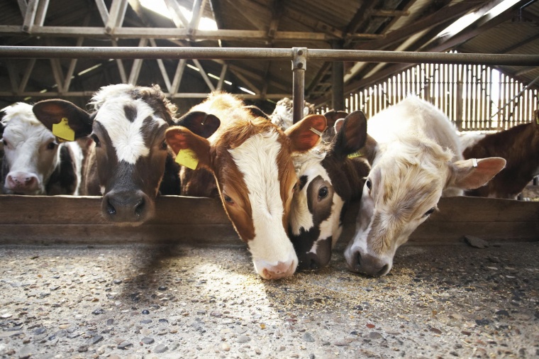 Der Einsatz von Antibiotika in der Nutztierhaltung ist weiterhin rückläufig....