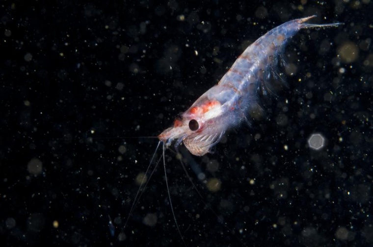 Abb.: Unterwasser treibender Krill. Aker Biomarine, Norwegen, möchte die...