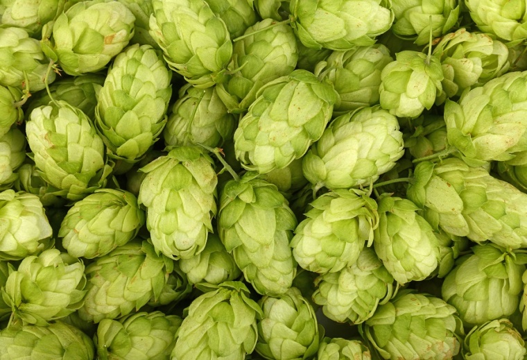 Abb. 1: Mit der Verwendung von Hopfen (Humulus), einer Pflanzengattung...